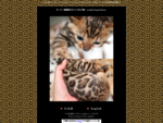 ベンガル猫ブリーダー AngelRoseBengals(大阪府)TICA国際キャッテリー。ゴージャスな豹柄の毛皮を持ち、野性的で美しいベンガルの子猫が産まれています。