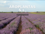 Aroplantas S. L. » Viveros, Plantaciones y Destilación de Aromáticas
