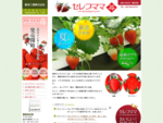 徳寿工業株式会社：セレブママ：女峰やアイベリーなど、工場で作ったイチゴを販売しています。