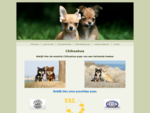 Chihuahua, Wij hebben regelmatig chihuahua pups te koop. voor meer informatie bekijk onze website