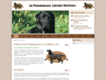 Labrador kennel De Peppelenbosch, fokker van top kwaliteit zwarte en chocolade bruine Labrador Retr
