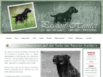Labrador Retriever Zucht - Passion Hunter - englische Arbeitslinie für Jagd und Dummysport