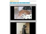 Śmieszne obrazki, filmy i zdjęcia z kotami, koci humor z Internetu!