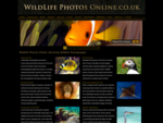 Wildlife Pictures Co | Wildlife Art, gifts pictures