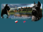 Sznaucer Miniaturowy Czarny - Zwergchnauzer Kraków - hodowla psów rasowych -M. opoka